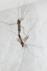 Crane fly is a common name referring to any member of the insect family Tipulidae. It is significant pest in soil of many crops.