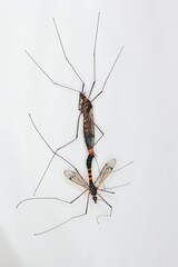 Crane fly is a common name referring to any member of the insect family Tipulidae. It is significant pest in soil of many crops.