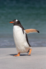 Naklejka premium Gentoo Penguin walking on beach