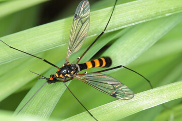 Crane fly is a common name referring to any member of the insect family Tipulidae. It is significant pest in soil of many crops.