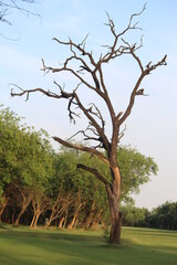Dry Tree
