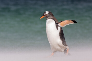 Naklejka na ściany i meble Gentoo Penguin walking on beach