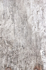 the bark of a tree painted white. chalk whitewash on wood. white tree. wood white texture