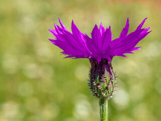 Bavarian Corn flower with green bokeh background during summer time