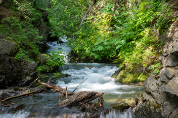Fototapeta premium Mountain stream with green trees and rushing water near Anchorage, Alaska