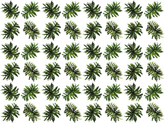 Leaves or Foliage pattern with a white background. Beautiful leaf pattern.