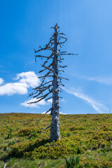 Obraz premium Dead tree on a field of grass and blue sky in the mountains