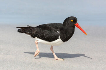 Magellanic Oystercatcher running