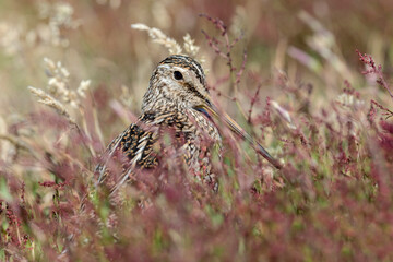 Magellanic Snipe portrait