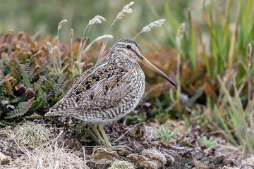 Magellanic Snipe