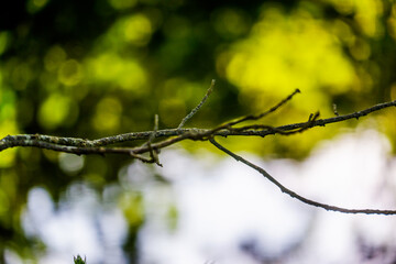Overhanging Branches and leaves by the River Bela in Beetham UK