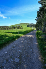 Fototapeta na wymiar Path to the Feldberg, highest mountain in the Black Forest in Germany