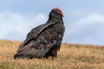 Turkey Vulture