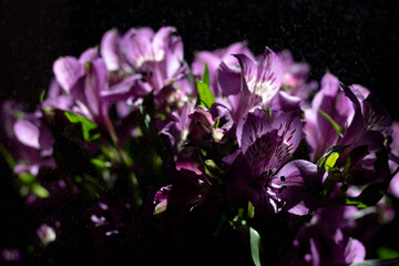 Purple flowers on a black background with floating water drops in the air. Alstroemeria illuminated from behind by the sun with water drops.