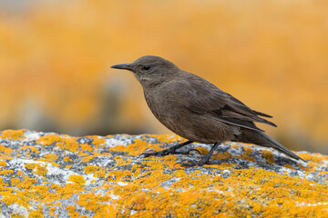 Tussac bird