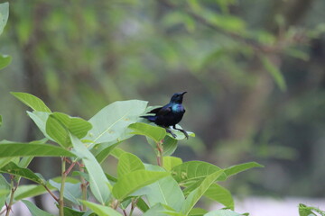 Purple Sunbird on leaf