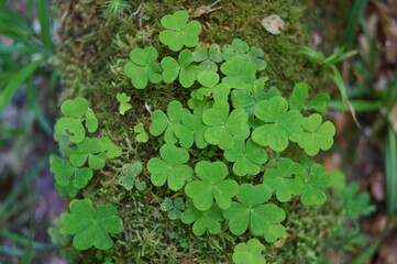Klee im Wald