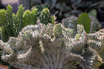 Close up Coral Cactus or Euphorbia Lactea ‘Cristata’ succulent plant.