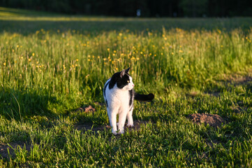 Black and white cat on grass in the warm light of the sunset