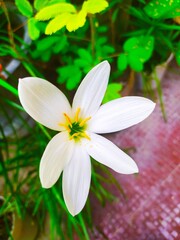 Zephyranthes candida, with common names that include autumn zephyrlily, white windflower and...