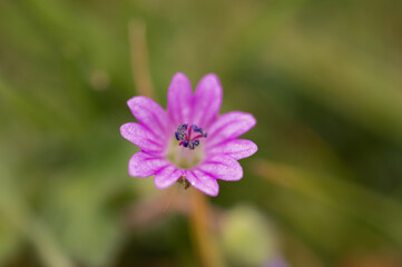 Small pink flower with a purple stamen