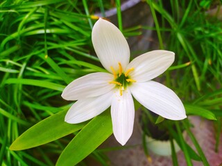 autumn zephyrlily in a blur background, scientific name is Zephyranthes candida. common names that includes white windflower and Peruvian swamp lily.