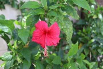 Pink hibiscus flower blooming on green leaves branch hanging on tree closeup. In Samut Sakhon,,Thailand.