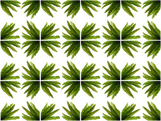 Leaves or Foliage pattern with a white background. Beautiful leaf pattern.