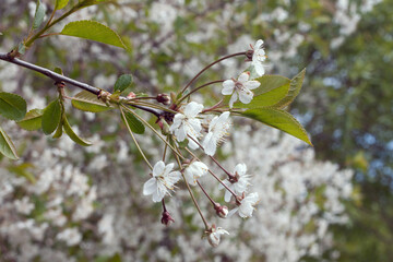 .Blooming cherry 7