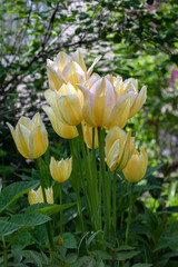 .Bouquet of yellow tulips 3