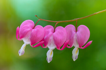 Three pink Asian bleeding hearts with blured green background