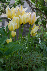 .Bouquet of yellow tulips 4
