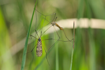 Crane fly is a common name referring to any member of the insect family Tipulidae. Larvae of this insects are significant pest of many crops in soil.