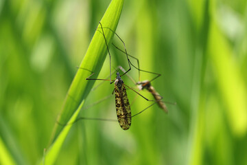 Crane fly is a common name referring to any member of the insect family Tipulidae. Larvae of this insects are significant pest of many crops in soil.