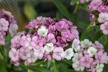 Selective focus close up pink Sweet William flower.