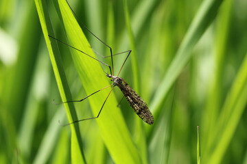 Crane fly is a common name referring to any member of the insect family Tipulidae. Larvae of this insects are significant pest of many crops in soil.