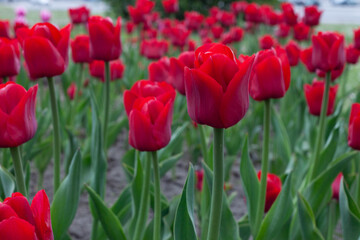 .Red tulips 2