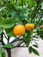 Ripe orange Tangerine oranges on the branch with leaves