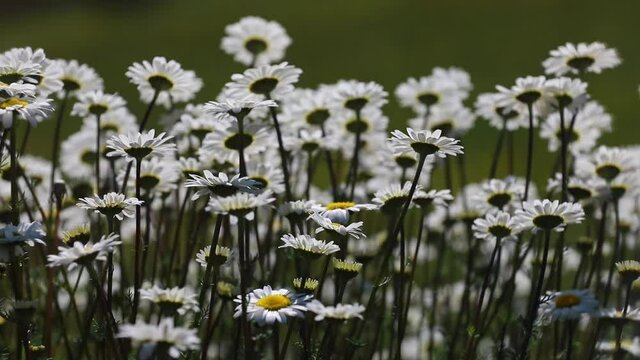 CHAMOMILE AND DAISY WORLD, THE HERALD OF SPRING