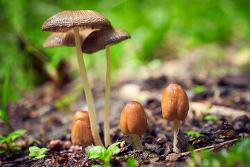 Mushrooms in the forest after rain