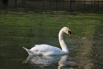 swan on the river