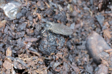 Dark-winged fungus gnat, Sciaridae on the soil. These are common pests that damage plant roots