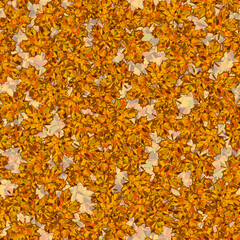 Seamless pattern. Maple leaves painted in autumn shades.