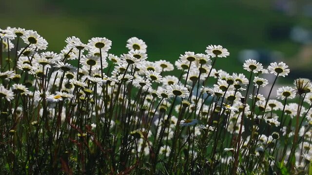 CHAMOMILE AND DAISY WORLD, THE HERALD OF SPRING