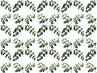 Leaves or Foliage pattern with a white background. Beautiful leaf pattern.