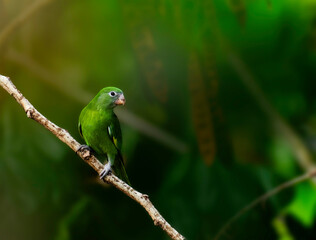 green winged macaw
