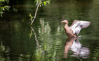 bird, ente, wasser, see, natur, wild lebende tiere, teich, stockente, tier, wild