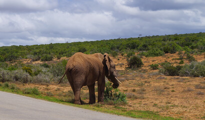 Naklejka na ściany i meble Elefanten im Naturreservat im National Park Südafrika