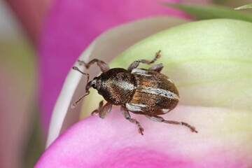 Tychius quinquepunctatus is a family beetle Curculionidae Weevils. It is pest of pea and other crops.