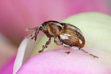 Tychius quinquepunctatus is a family beetle Curculionidae Weevils. It is pest of pea and other crops.
